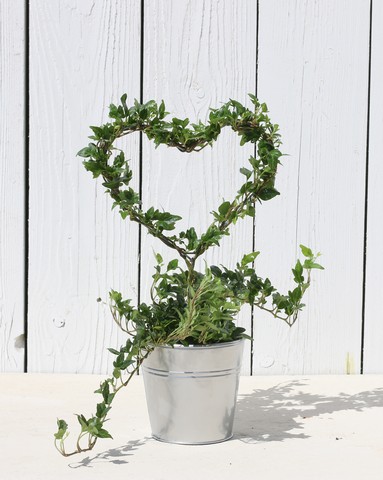 18 inch Ivy Plant Heart on Stem